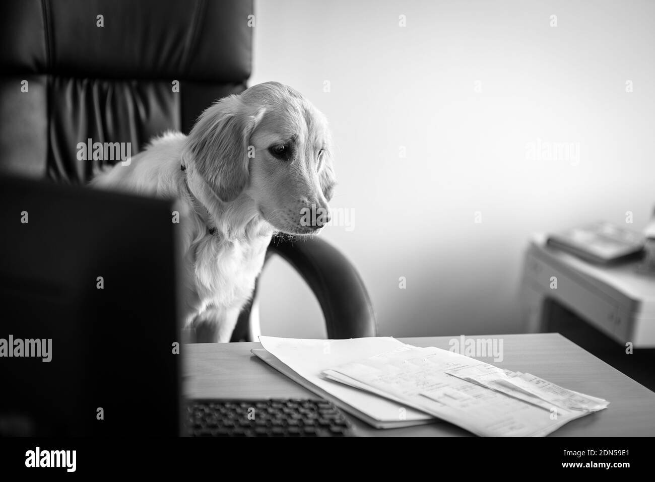 Black labrador with laptop hi-res stock photography and images - Alamy