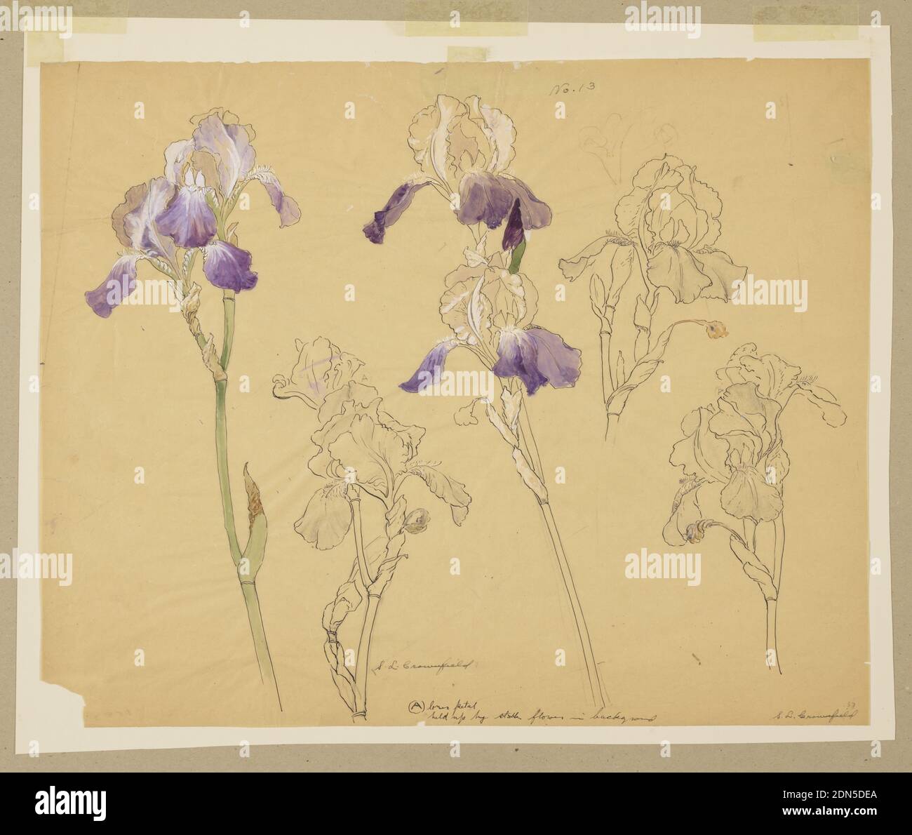 Study of Irises, Sophia L. Crownfield, (American, 1862–1929), Pen and ink, graphite and watercolor on yellow tracing paper, Horizontal sheet illustrating four sprays of irses, three of which are partially colored with white, yellow, green and violet watercolor., USA, early 20th century, nature studies, Drawing Stock Photo