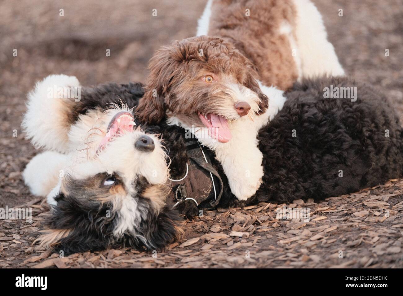 Two Labradoodles playing together on the ground Stock Photo