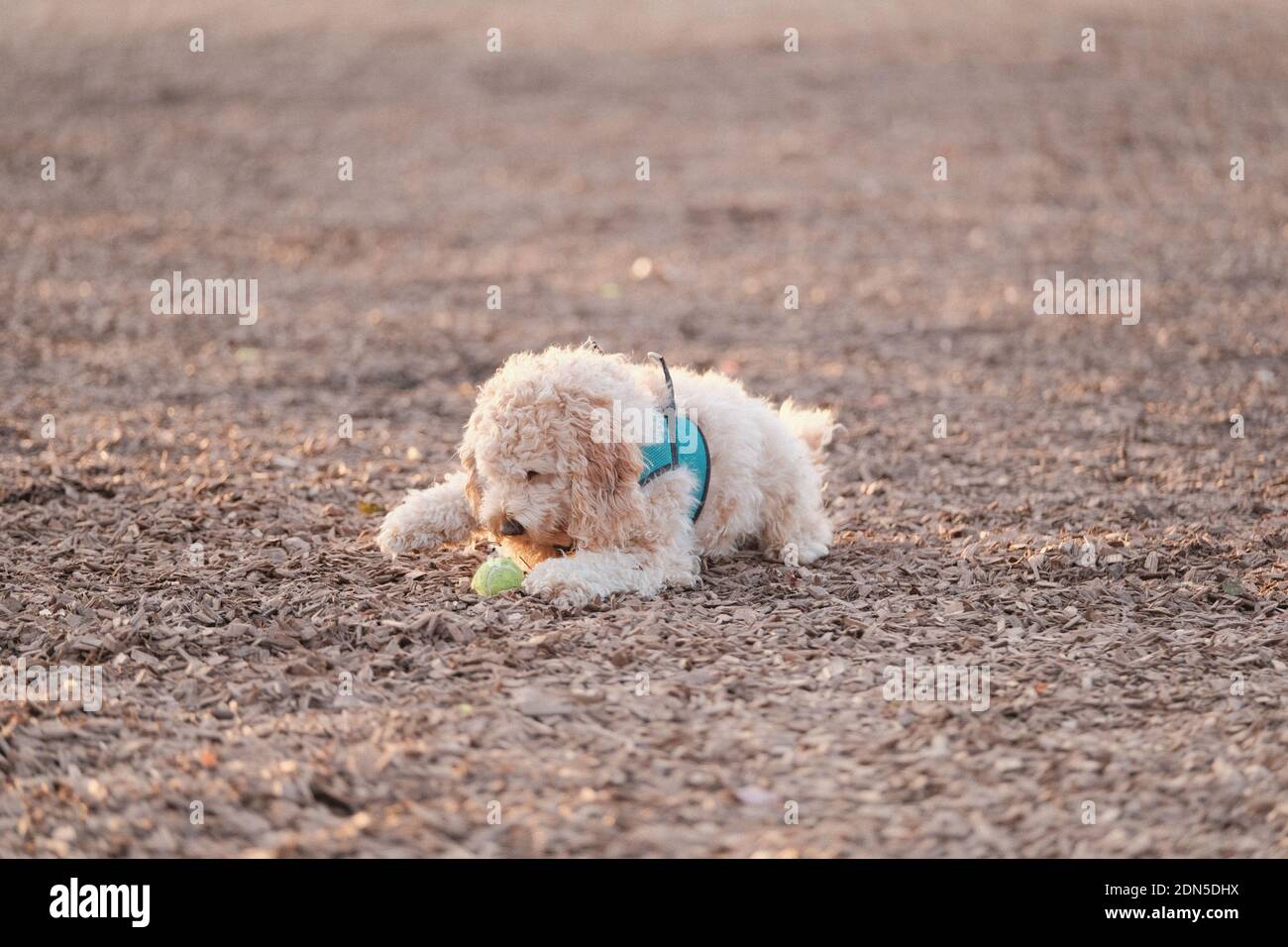 A labradoodle lying on on the ground playing with a ball outdoors Stock Photo