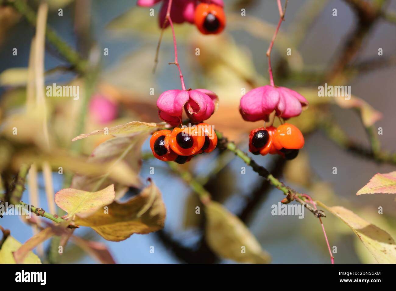 Ripe orange black fruit of Euonymus verrucosus with pink umbrella against the backdrop of foliage and blue sky in the forest on an sunny autumn day. Stock Photo