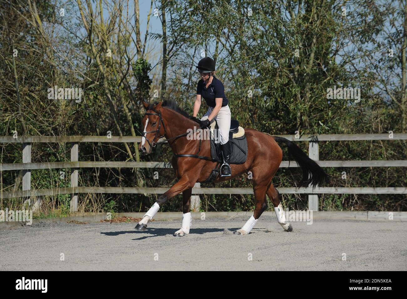 A Woman schooling a horse in an outdoor school Stock Photo Alamy