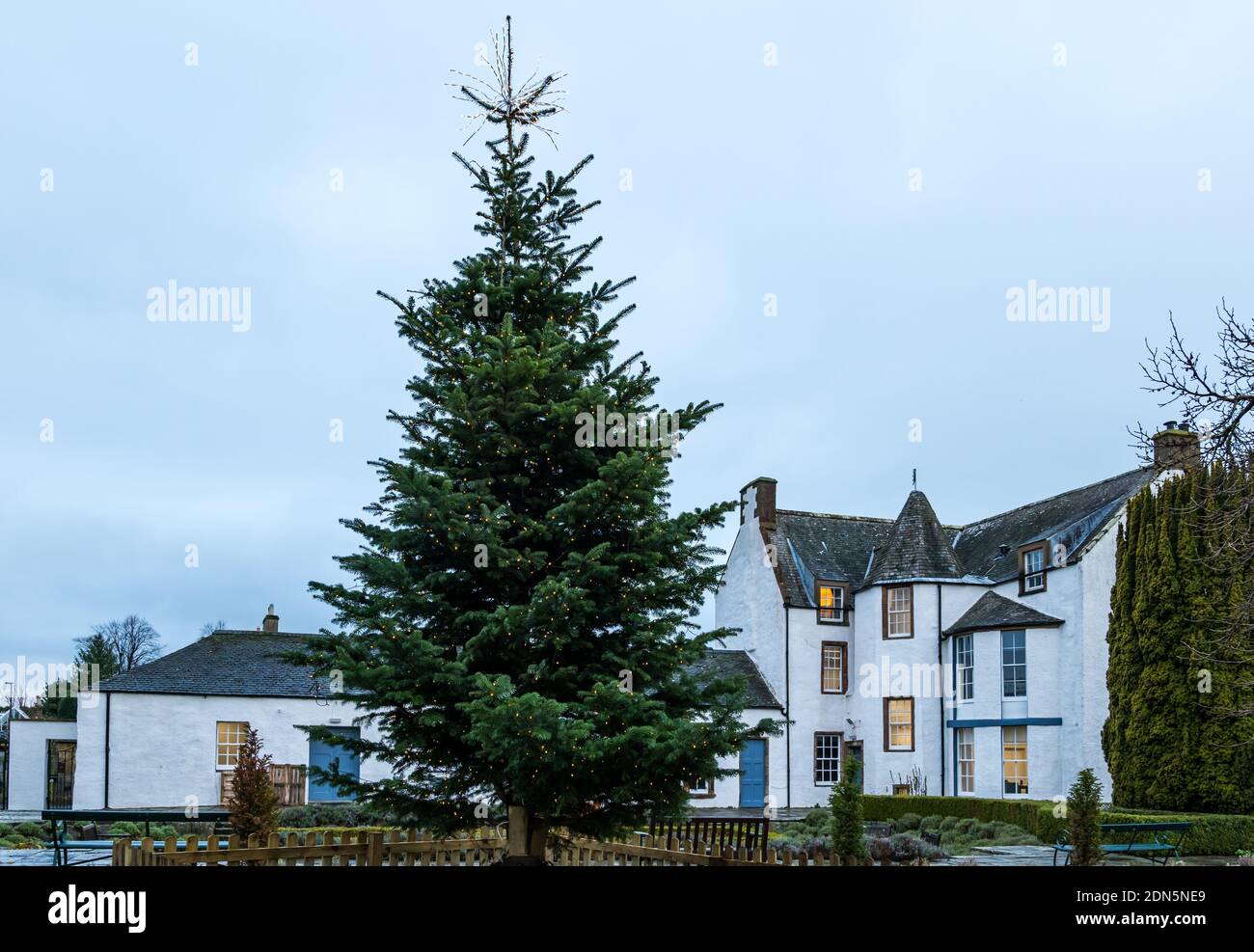 Christmas tree in St Mary's Pleasance Garden with 17th century