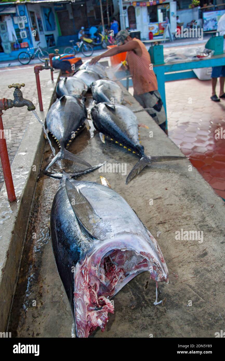 Yellowfin tuna, yellow-finned tuna, yellow-fin tunny, Thunnus albacares, fresh fished yellowfin tunas, at the fish market in Puerto Ayora, on the isla Stock Photo