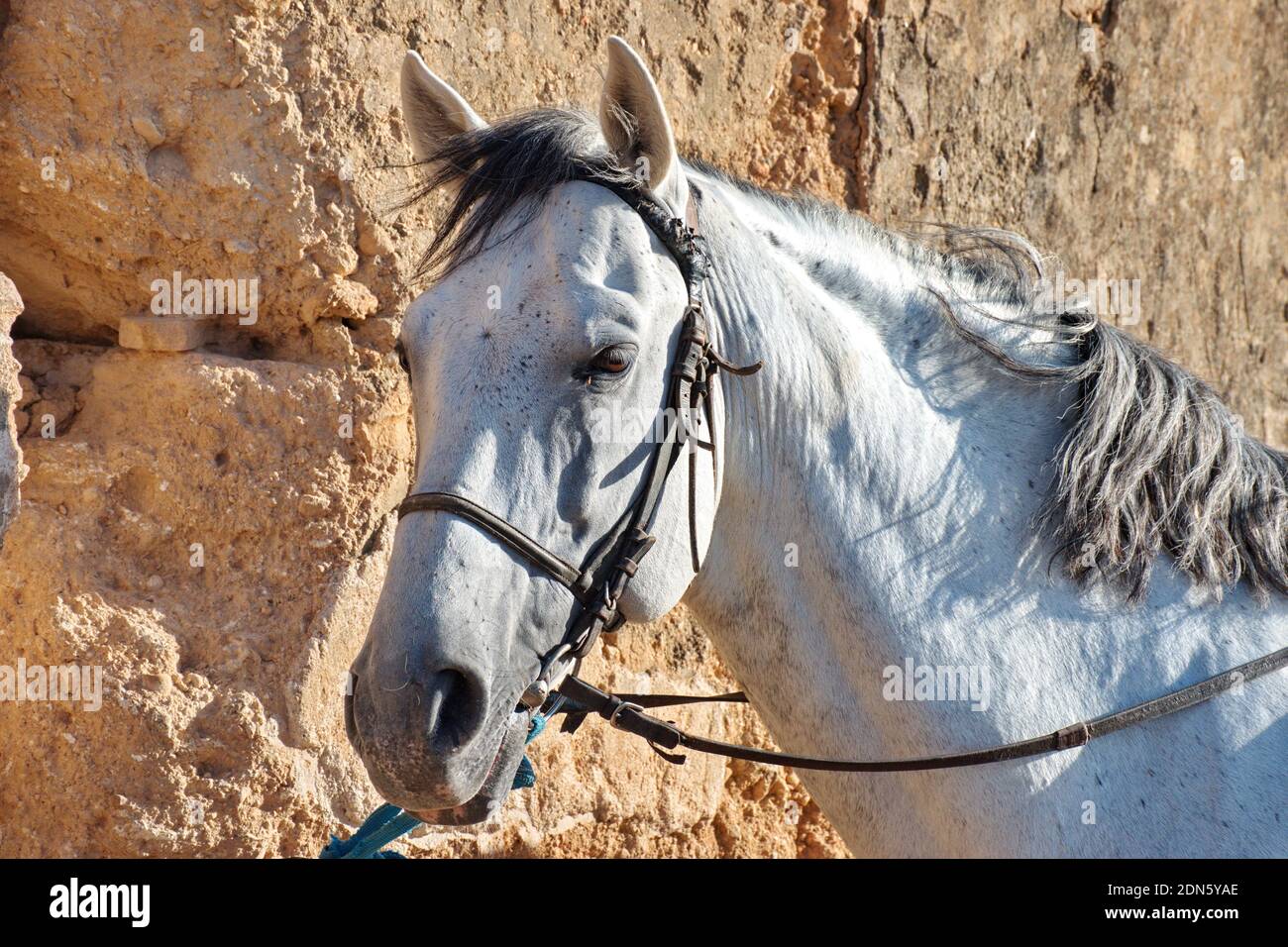 Beauty of arabic horse hi-res stock photography and images - Alamy