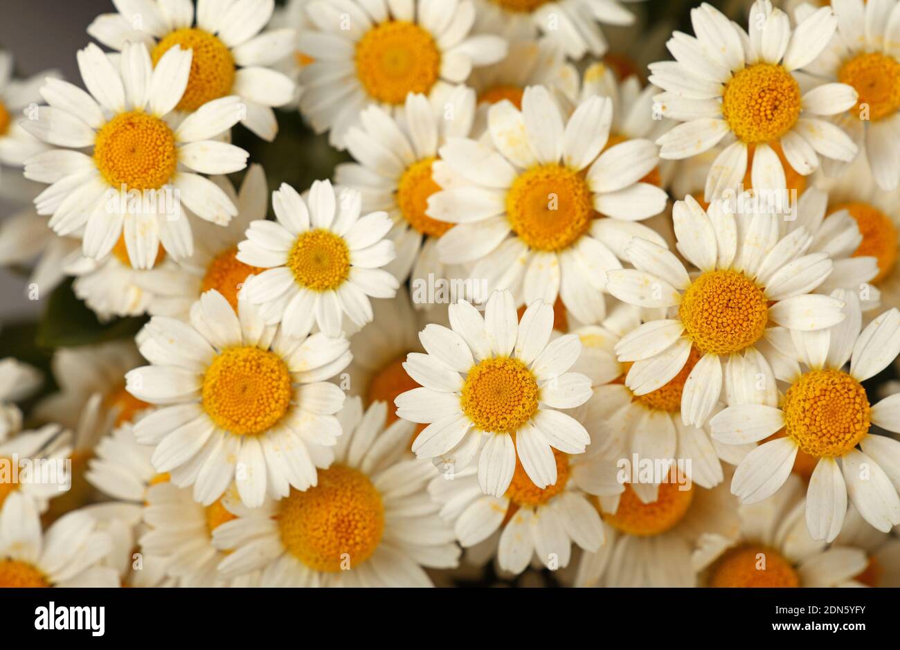 Full Frame Shot Of White Daisy Flowers Stock Photo