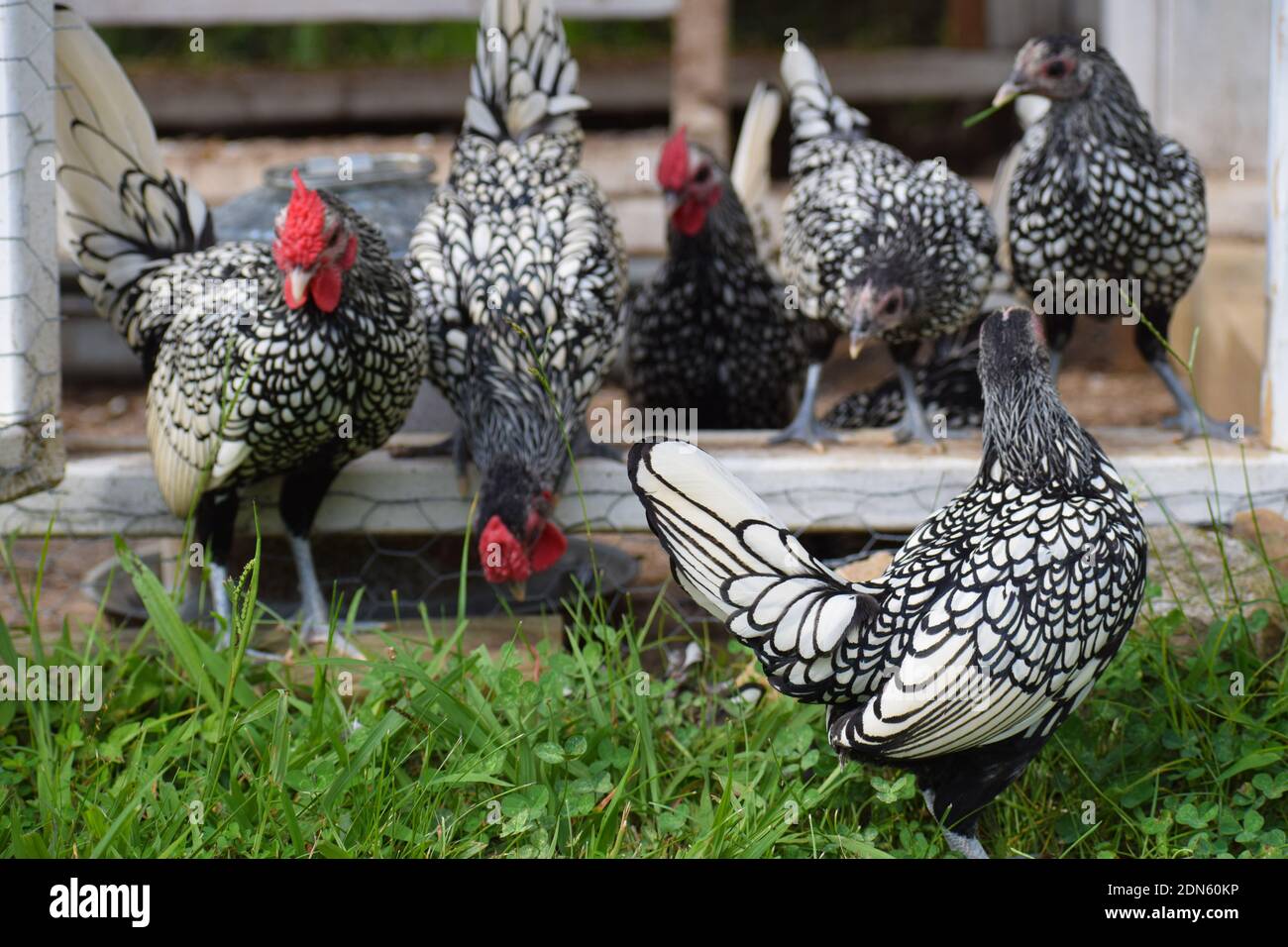 Chickens In A Field Stock Photo Alamy