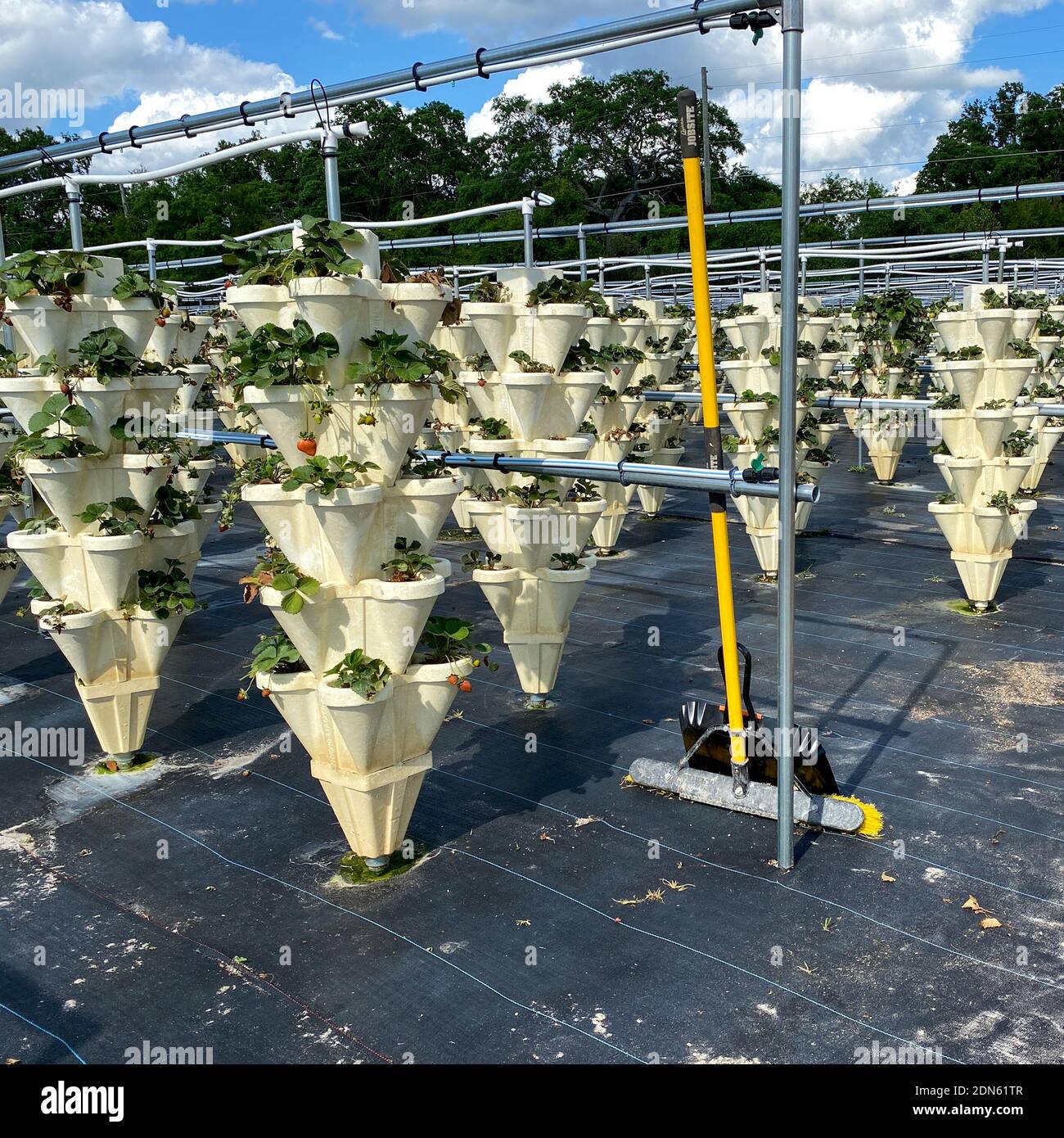 Rows of Hydroponic containers filled with strawberries growing on a farm in Orlando, Florida