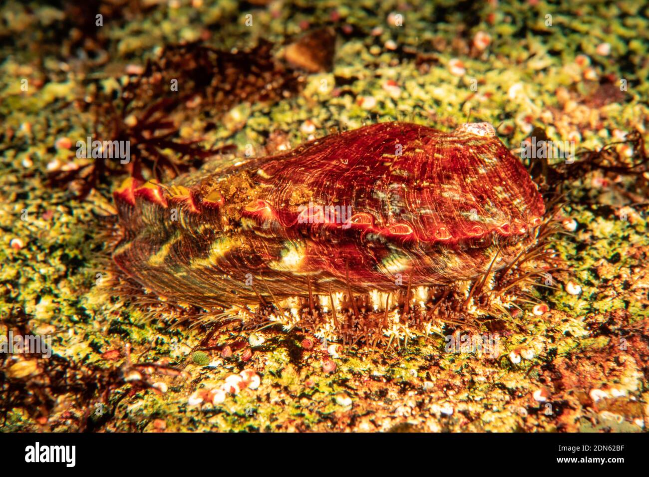 Live Abalone High Resolution Stock Photography and Images Alamy