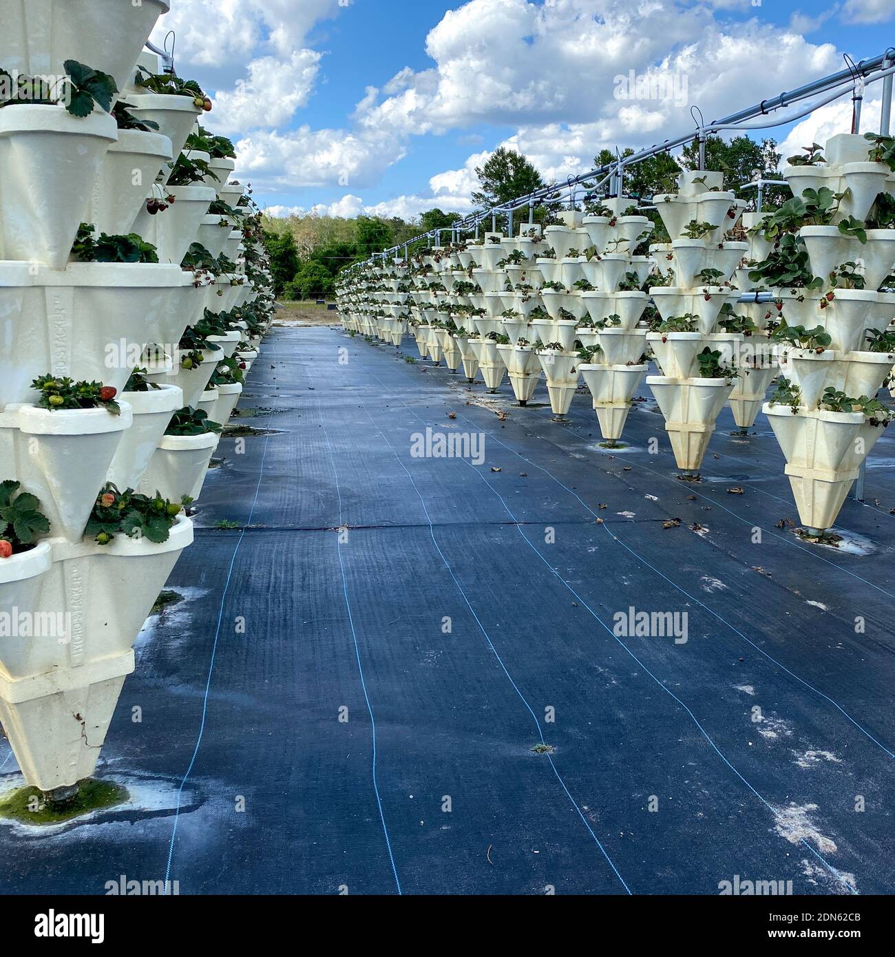 Rows of Hydroponic containers filled with strawberries growing on a farm in Orlando, Florida