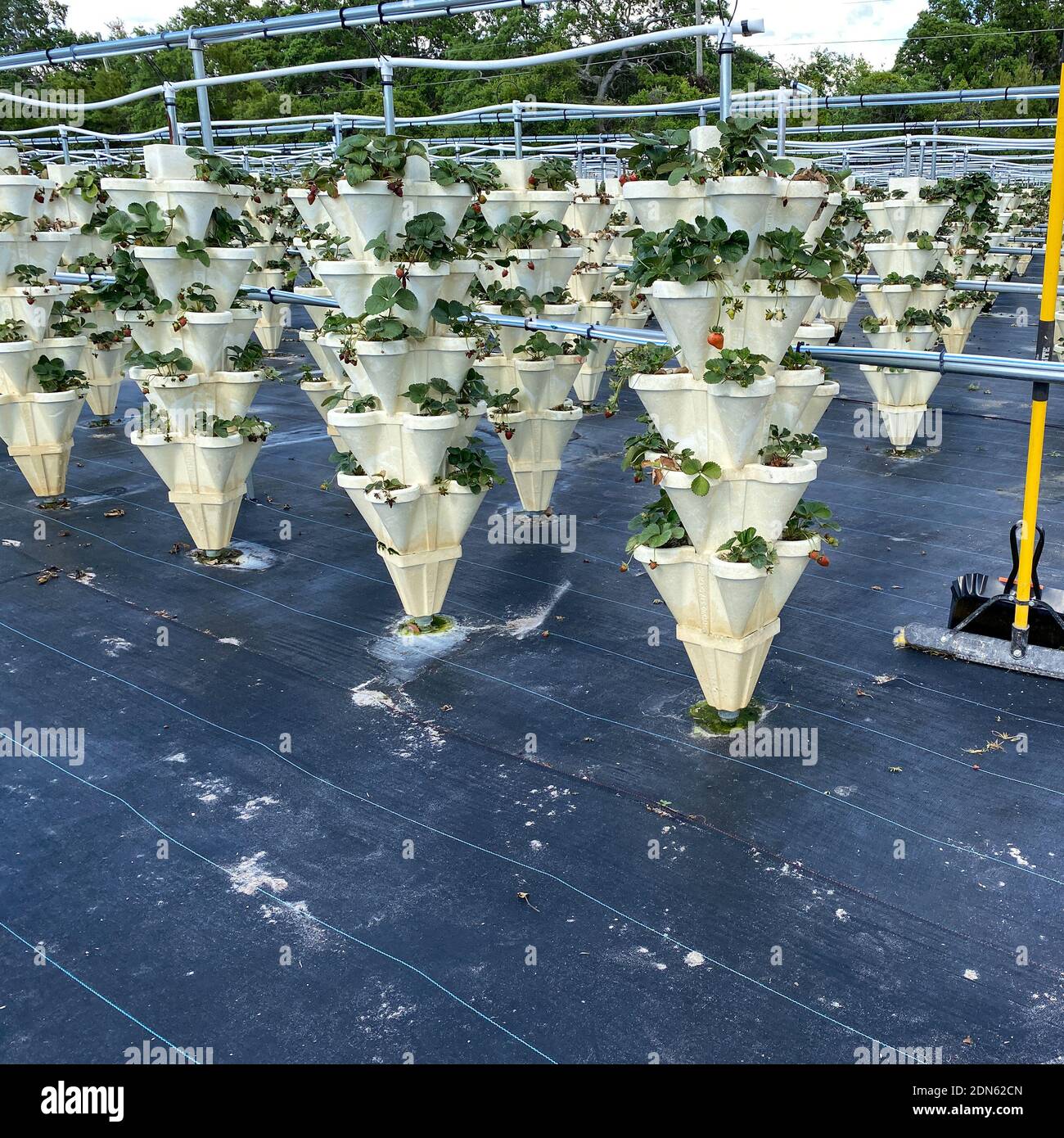 Rows of Hydroponic containers filled with strawberries growing on a farm in Orlando, Florida