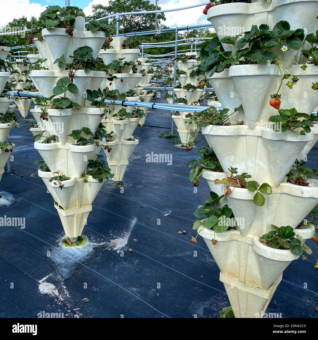 Rows of Hydroponic containers filled with strawberries growing on a