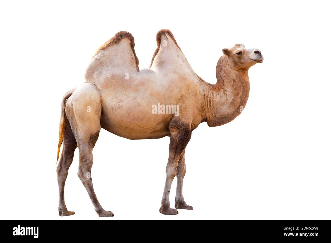 Camel white background Cut Out Stock Images & Pictures - Alamy