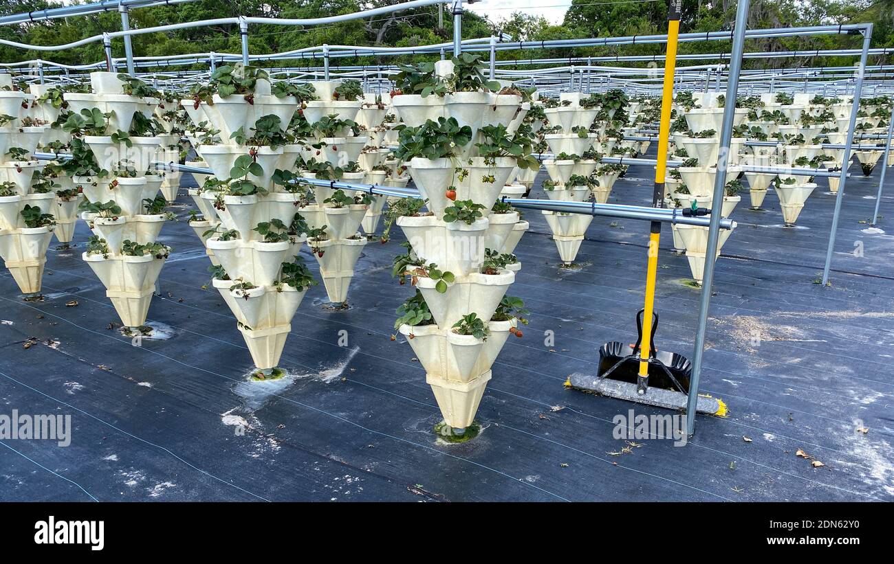 Rows of Hydroponic containers filled with strawberries growing on a farm in Orlando, Florida