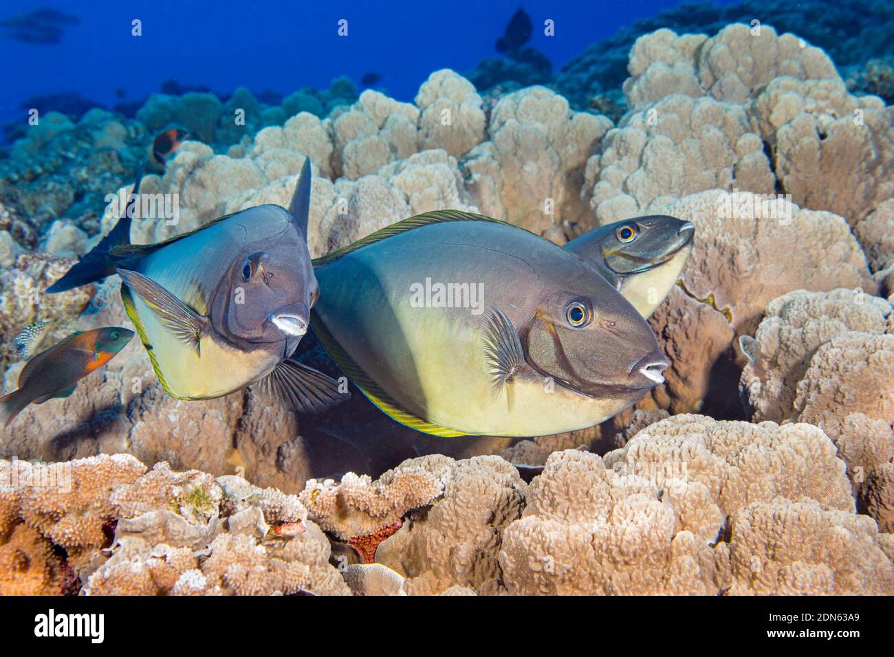 This trio of sleek unicornfish, Naso hexacanthus, has made a stop at a cleaning station where an endemic saddle wrasse, Thalassoma duperrey, is lookin Stock Photo