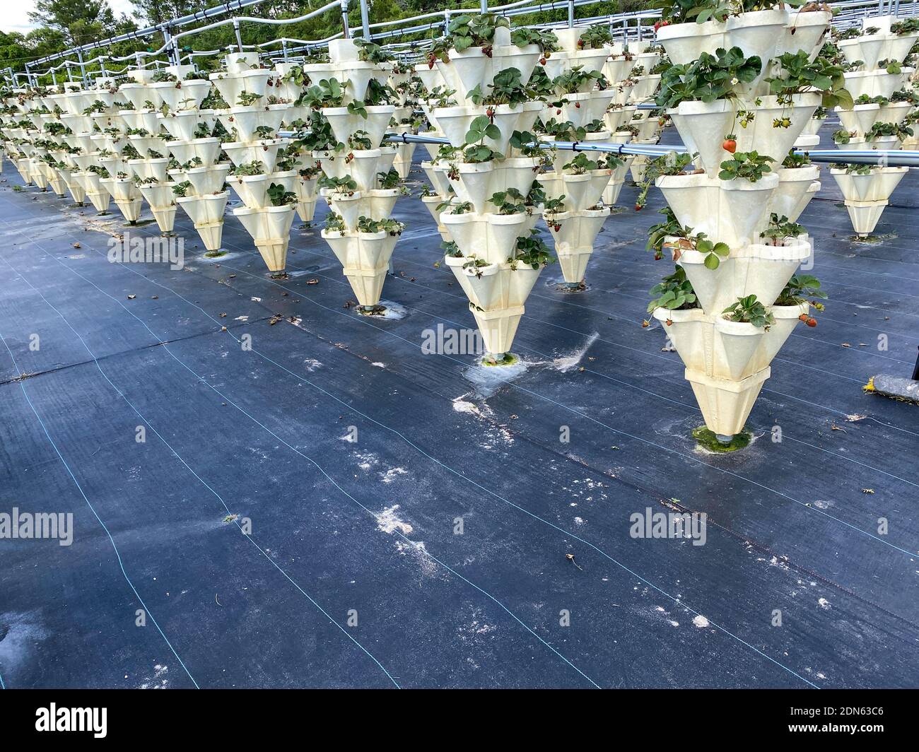 Rows of Hydroponic containers filled with strawberries growing on a farm in Orlando, Florida