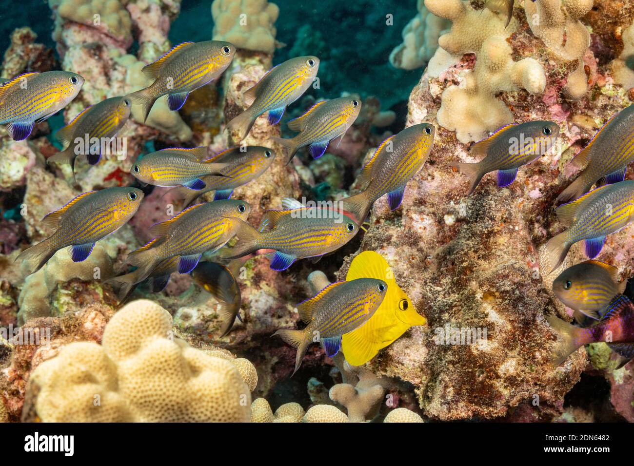 The blackfin chromis, Chromis vanderbilti, are often found in small aggregations feeding just above the reef in Hawaii. Their common names are Vanderb Stock Photo