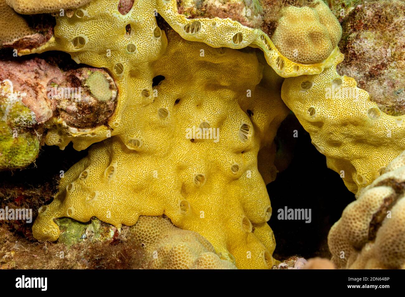 This colony of didemnid tunicates, Didemnum sp., filter the passing sea water for nutrients,  Hawaii. This is often mistaken for an encrusting sponge. Stock Photo