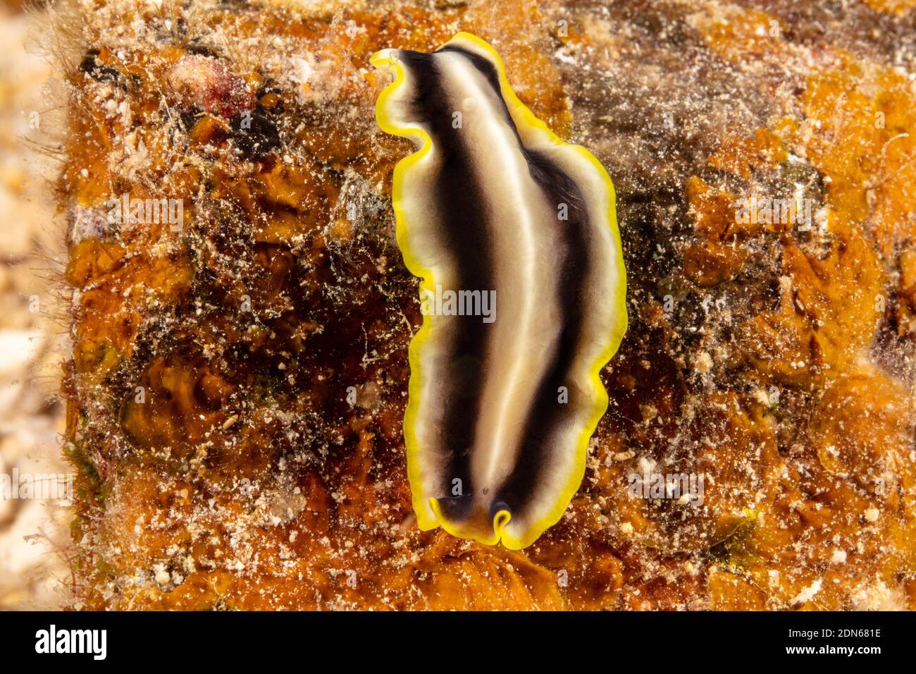 The gold rim flatworm, Pseudoceros paralaticlavus, is only seen out on the reef at night and is uncommon in Hawaii. Stock Photo