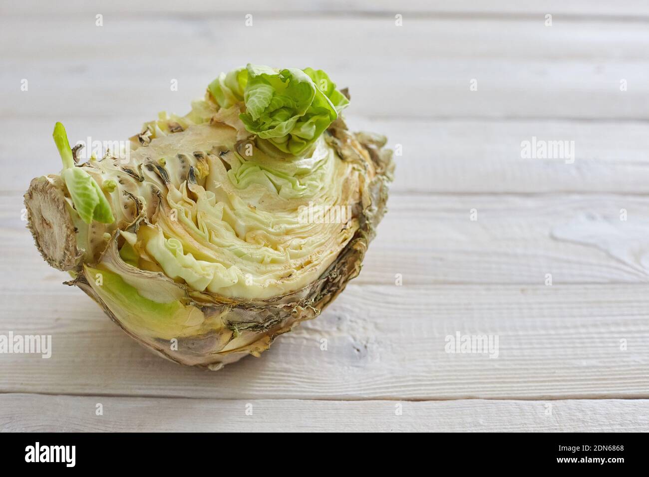 ugly fruits and vegetables. spoiled cabbage, which lay in the refrigerator for a long time Stock Photo