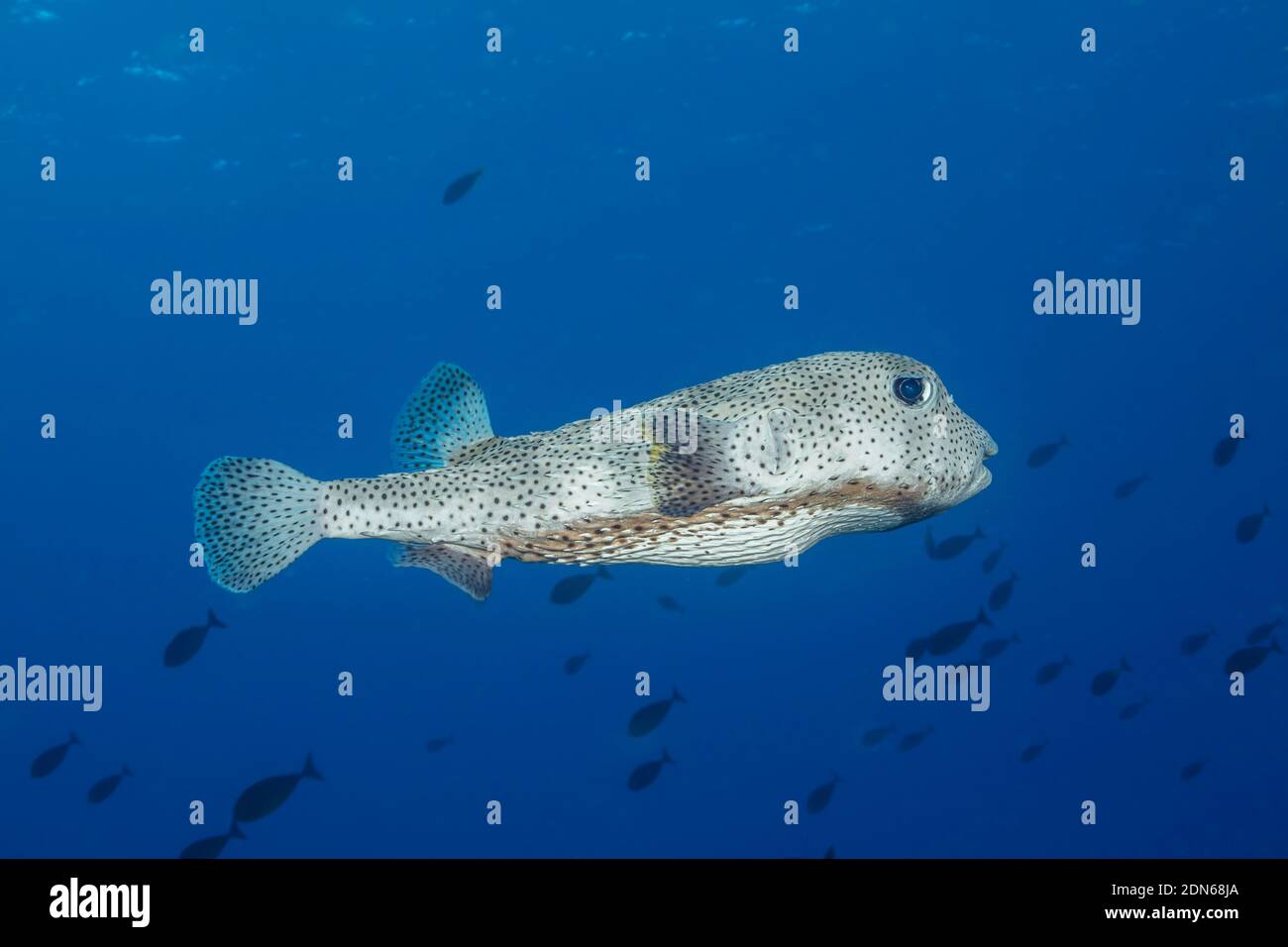 This spotted porcupinefish, Diodon hystrix, hovers over a Hawaiian reef during the day and feeds primarily at night on hard shelled invertebrates.  Ha Stock Photo