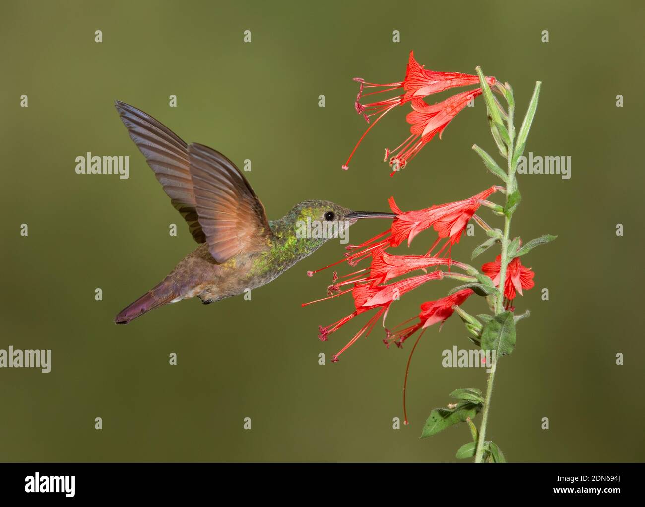 Berylline Hummingbird female, Amazilia beryllina, feeding at Zauschneria latifolia, Onagraceae. Stock Photo