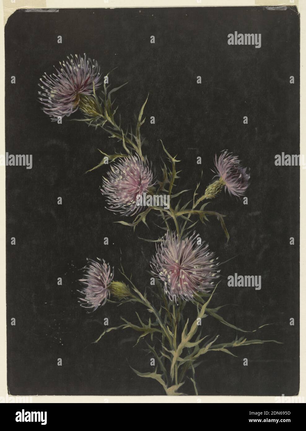 Study of Thistles, Sophia L. Crownfield, (American, 1862–1929), Brush and oil on black paper, Vertical sheet depicting a stalk of thistles with five blossoms and leaves., USA, ca. 1890, nature studies, Drawing Stock Photo