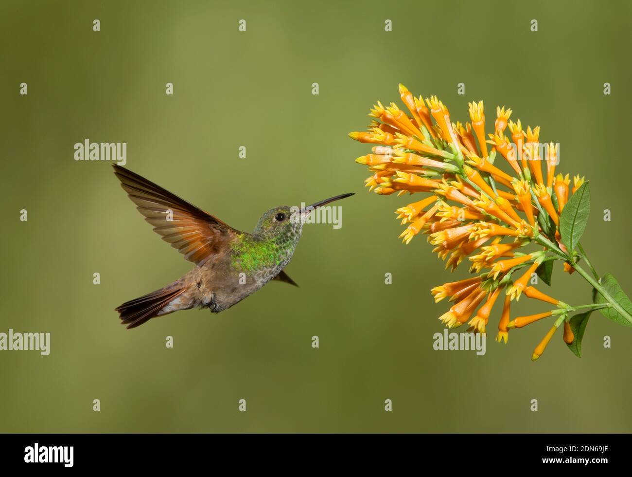 Berylline Hummingbird female, Amazilia beryllina, feeding at flower. Stock Photo