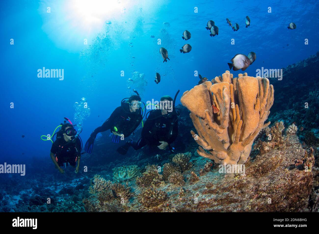 A group of divers (MR), antler coral, Pocillopora eydouxi, and Hawaiian domino damselfish, Dascyllus albisella, endemic to Hawaii, aka Hawaiian whites Stock Photo