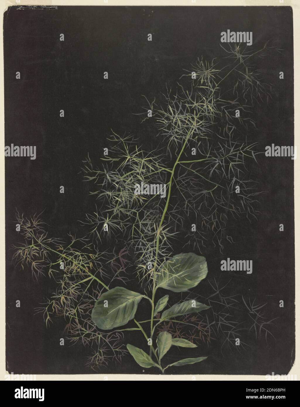 Study of Plant, Possibly Tufted Hairgrass, Sophia L. Crownfield, (American, 1862–1929), Brush and oil on black paper, Vertical sheet depicting grasses and leaves., USA, ca. 1890, nature studies, Drawing Stock Photo