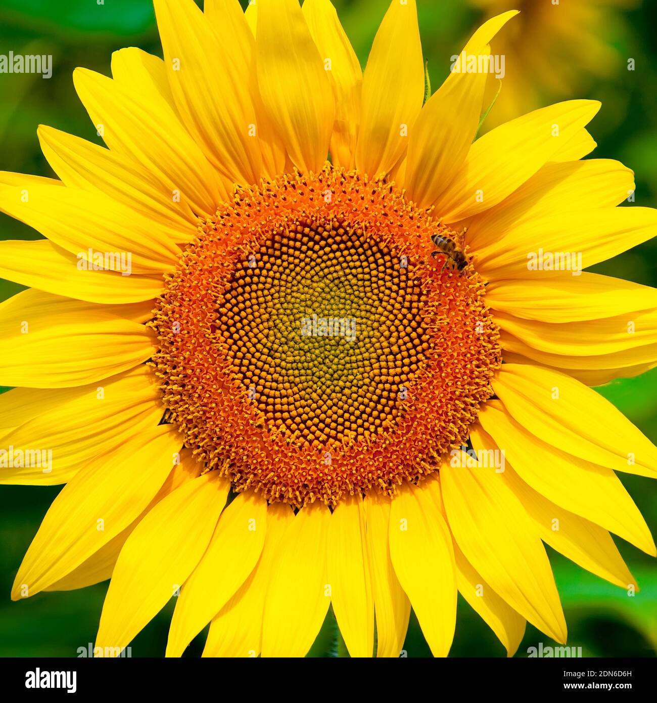beautiful sunflower top view with bee Stock Photo Alamy