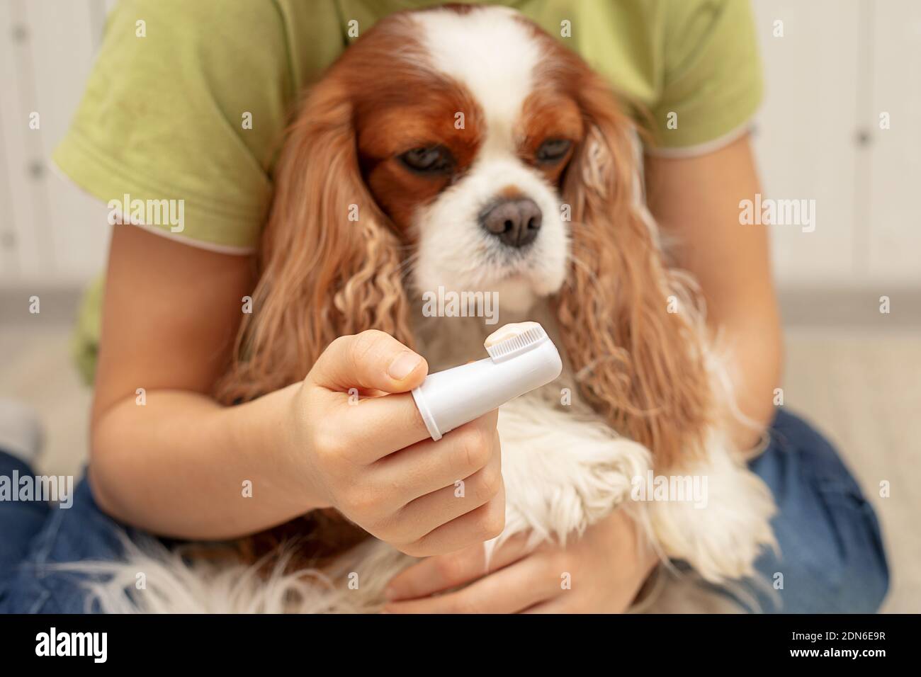 The owner's hand holding a toothbrush with toothpaste and on the background of dog Cavalier King Charles Spaniel. Close-up photo, selective focus Stock Photo