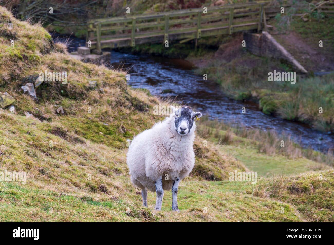 A sheep posing for a picture in front of a bridge in the Alport Valley Stock Photo