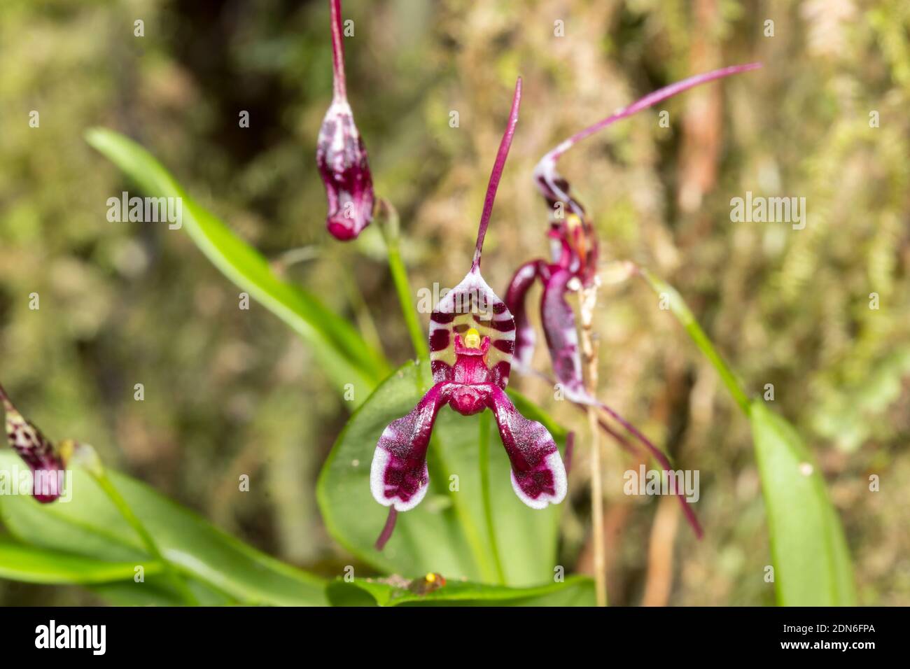 Orchid (Masdevallia  ximenae) growing wild in the understory of montane rainforest in the Los Cedros Reserve, western Ecuador Stock Photo