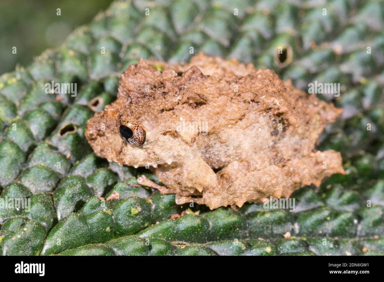 Mutable Rainfrog (Pristimantis mutabilis) on a leaf in the understory of montane rainforest in the Los Cedros Reserve, western Ecuador. So named becau Stock Photo