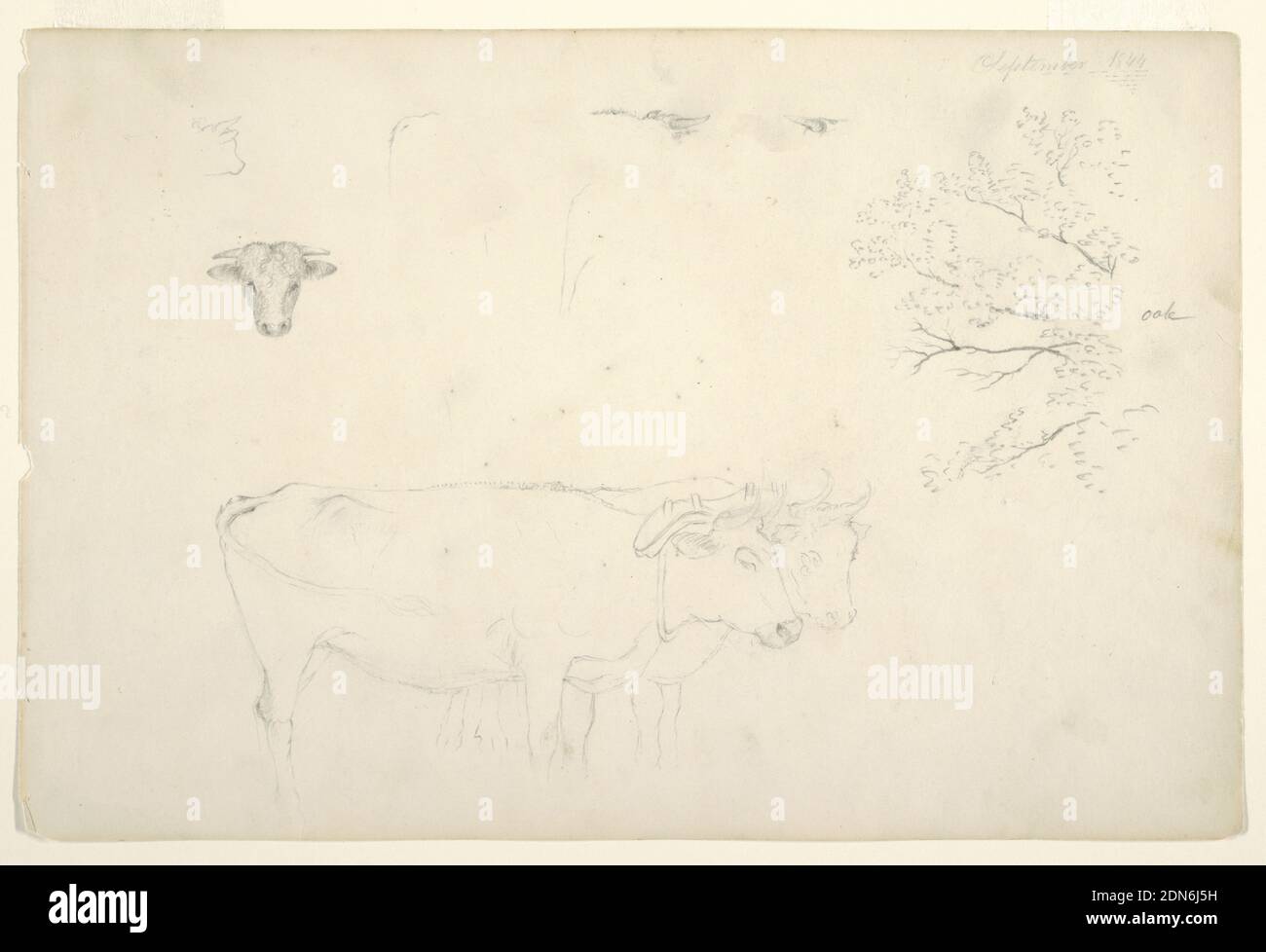 Two standing oxen yoked together hires stock photography and images