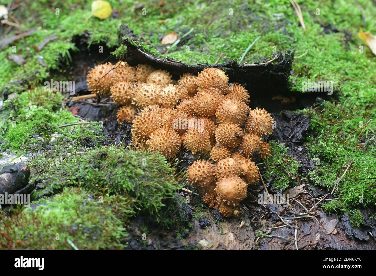 Shaggy scalycap, Pholiota squarrosa, known also as shaggy Pholiota, or scaly Pholiota, wild mushroom from Finland Stock Photo