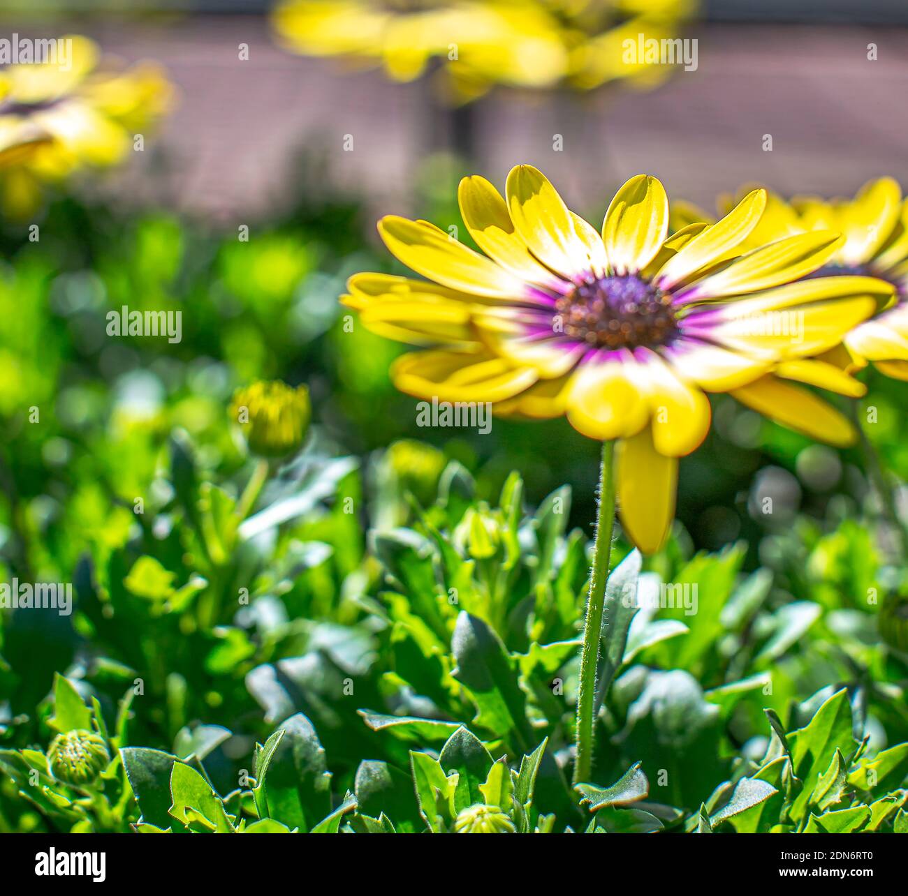 Close-up Of Yellow Flowering Plant Stock Photo