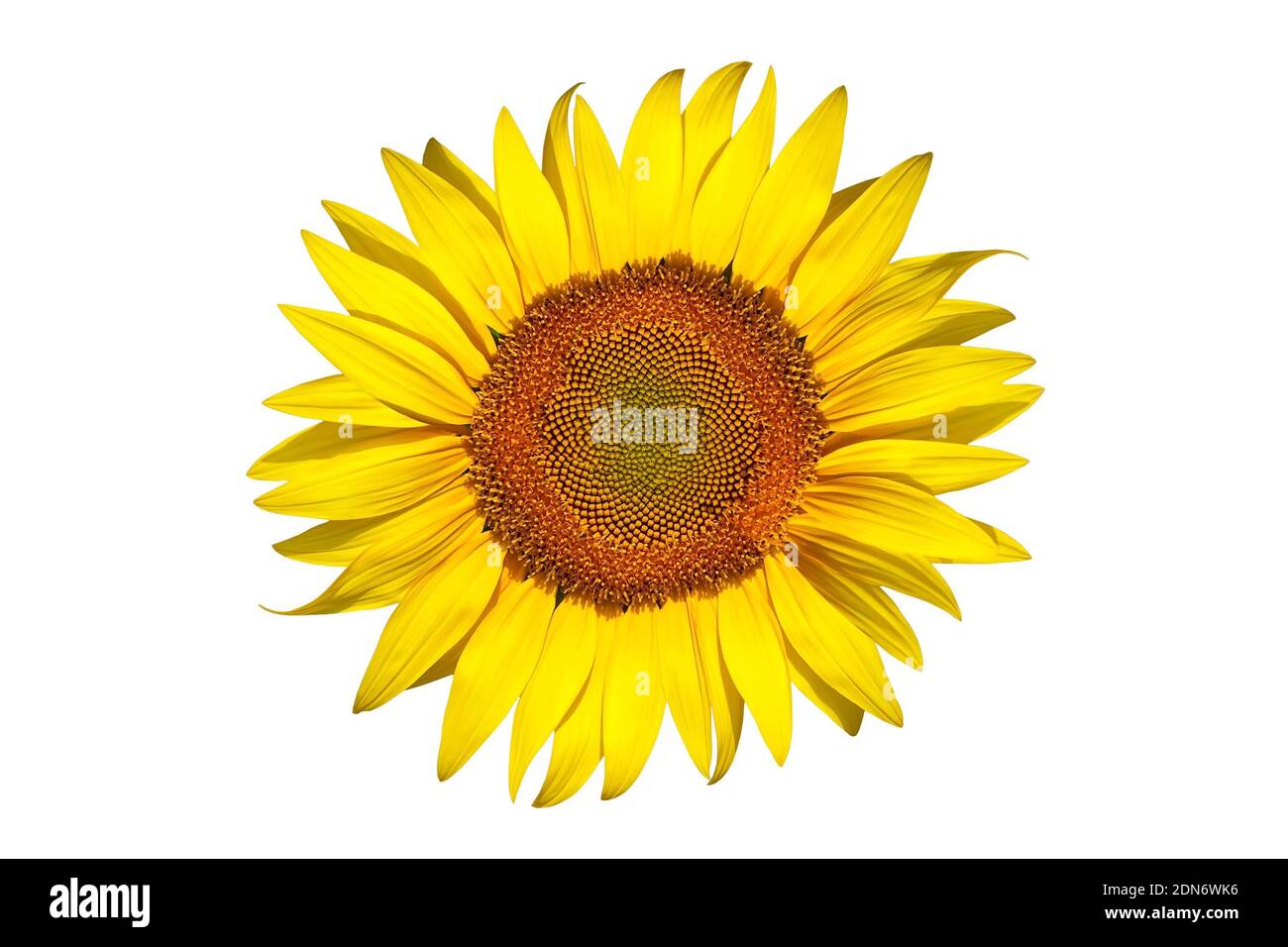 beautiful sunflower isolated on a white background Stock Photo - Alamy