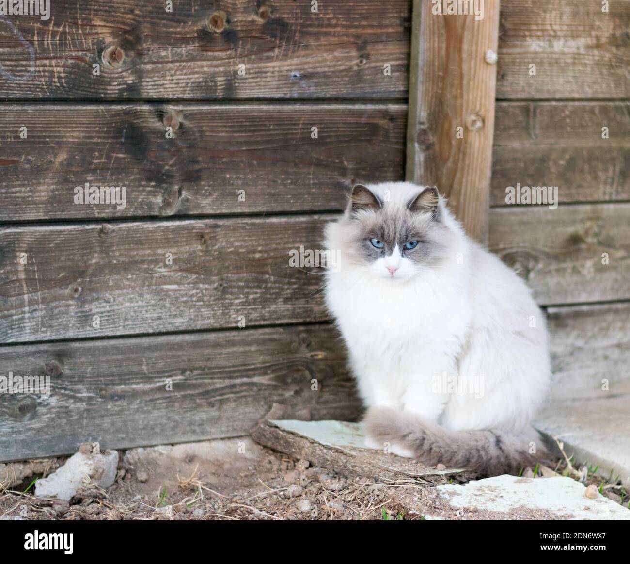 A Big Fluffy Grumpy Cat Stock Photo Alamy