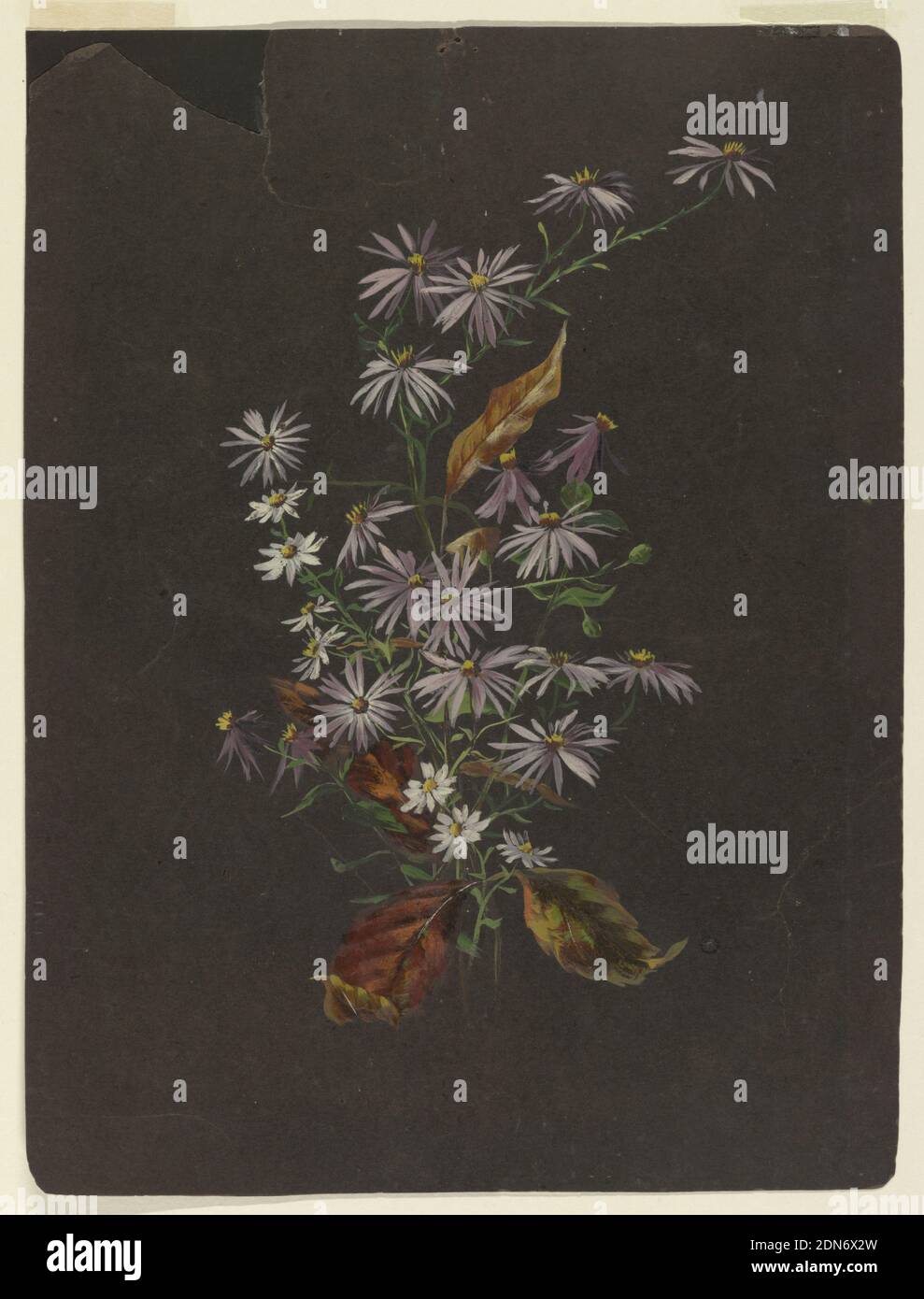 Study of an Autumn Bouquet, Sophia L. Crownfield, (American, 1862–1929), Brush and oil on black paper, A painting depicting an autumn bouquet of daisies, asters and autumn leaves on black paper., USA, ca. 1890, nature studies, Drawing Stock Photo