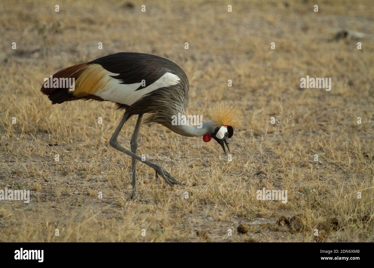 Grey Crowned Crane Bird Eating Bugs In The Grass Stock Photo Alamy