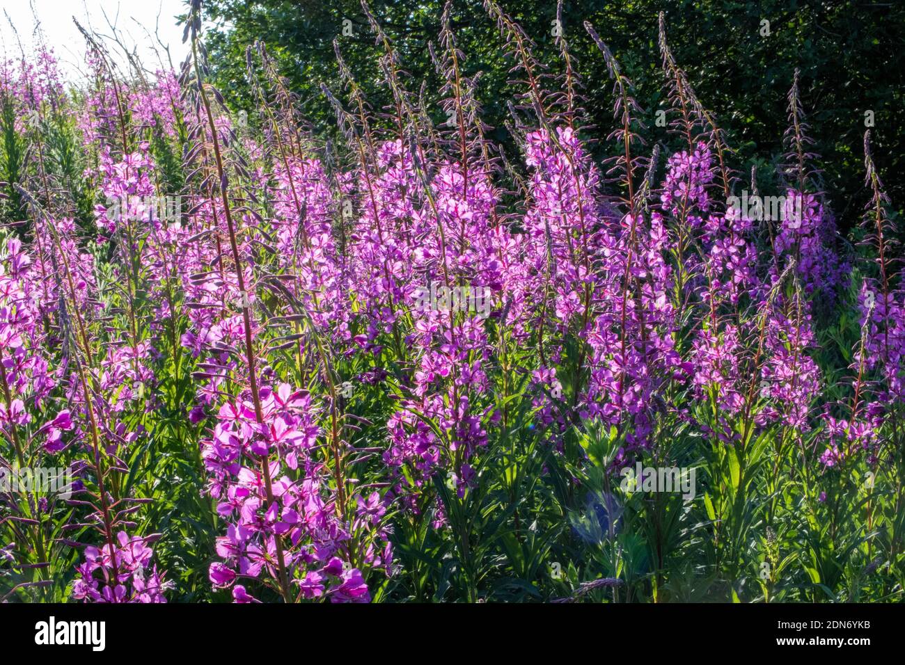 A field of wild purple flowers in the sun at dusk surrounded by ...