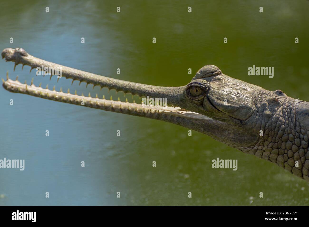 baby gavial