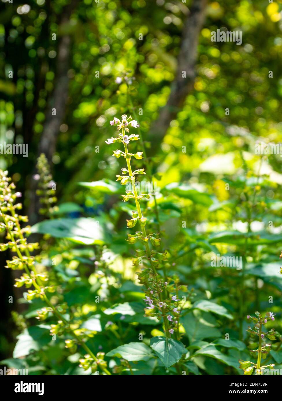 Holy Basil or Tulsi (Ocimum tenuiflorum), is an Aromatic Perennial