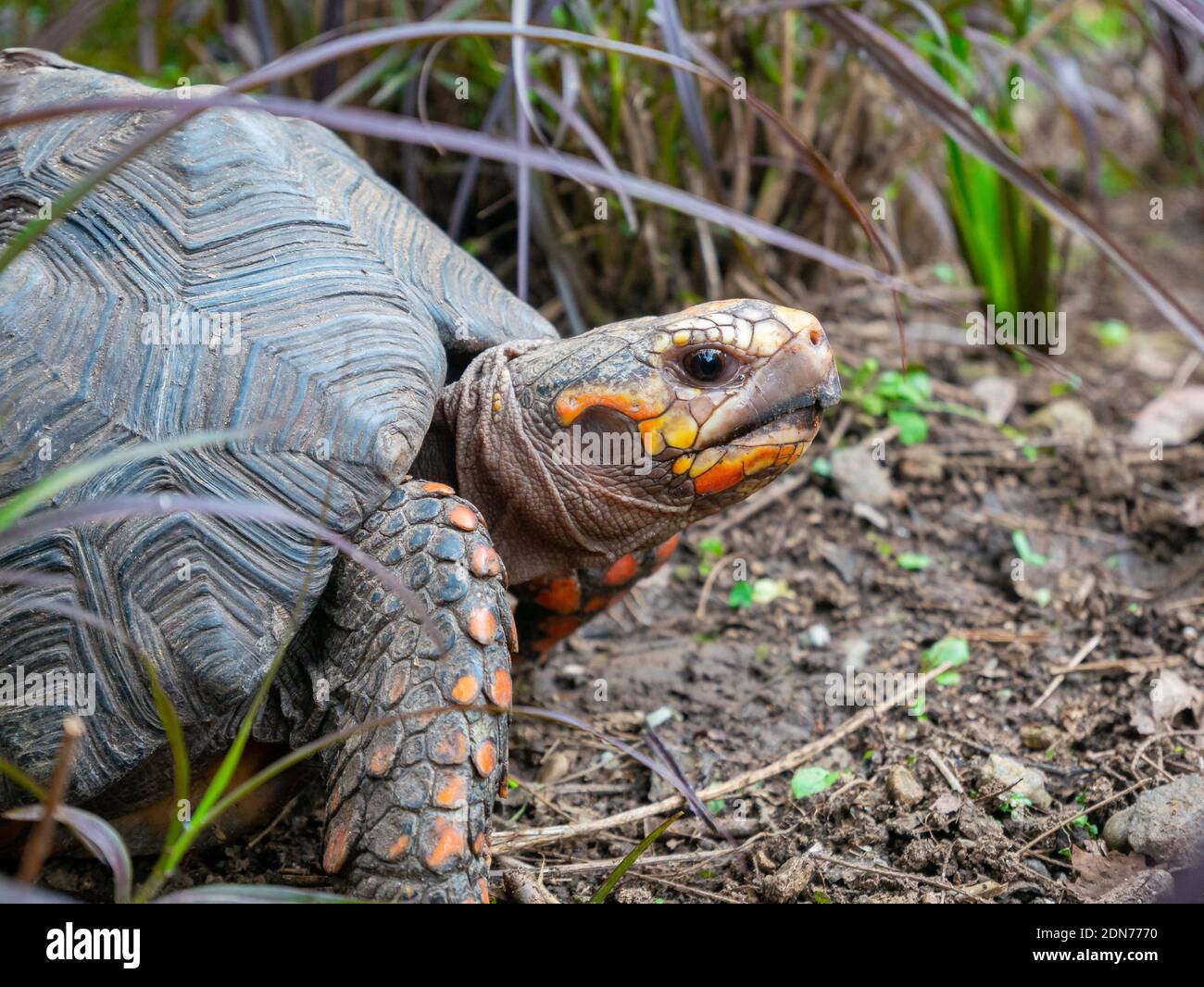 Red-Footed Tortoise (Chelonoidis Carbonarius) a Species from Northern ...