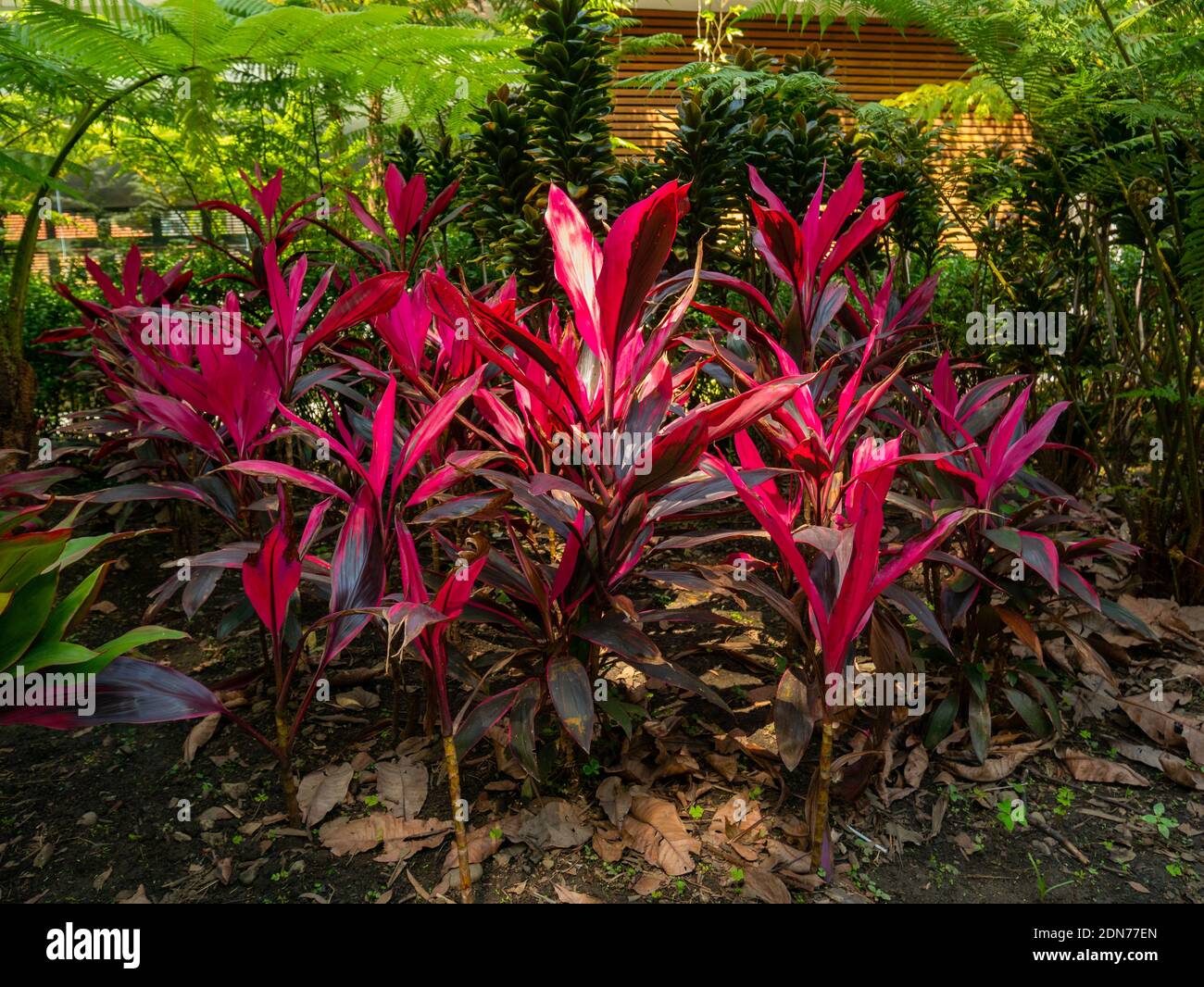 Cordyline Fruticosa, Plant with Pink and Purple Leaves Under the Shade of Some Trees in a Large Garden Stock Photo