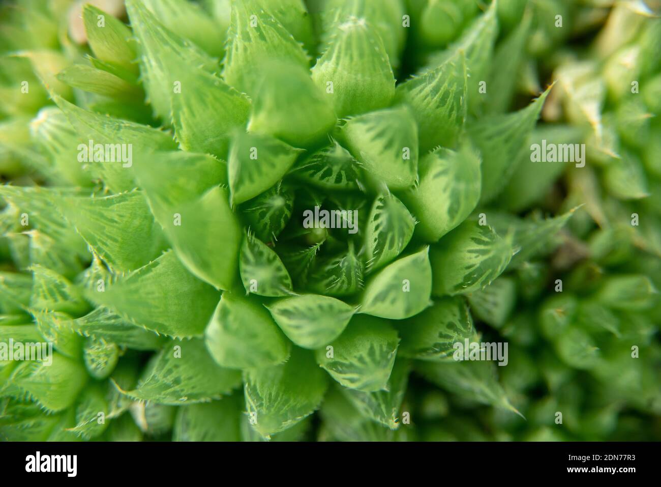 background nature. Natural background Cactus succulent plant ...