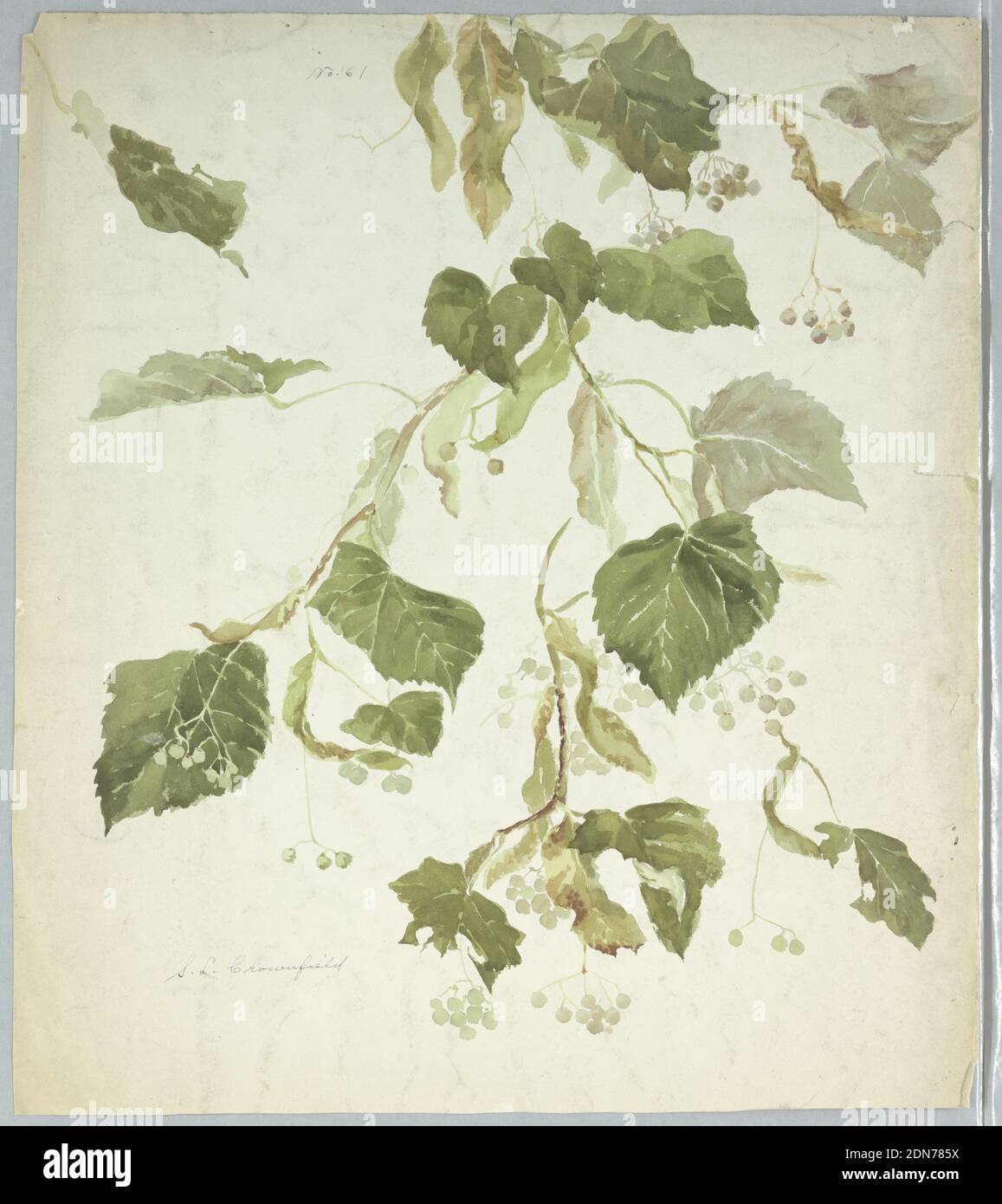 Study of a Linden Branch, Sophia L. Crownfield, (American, 1862–1929), Brush and watercolor on paper, Vertical sheet depicting a linden branch with leaves and berries. On verso, three studies of raspberry canes., USA, early 20th century, nature studies, Drawing Stock Photo