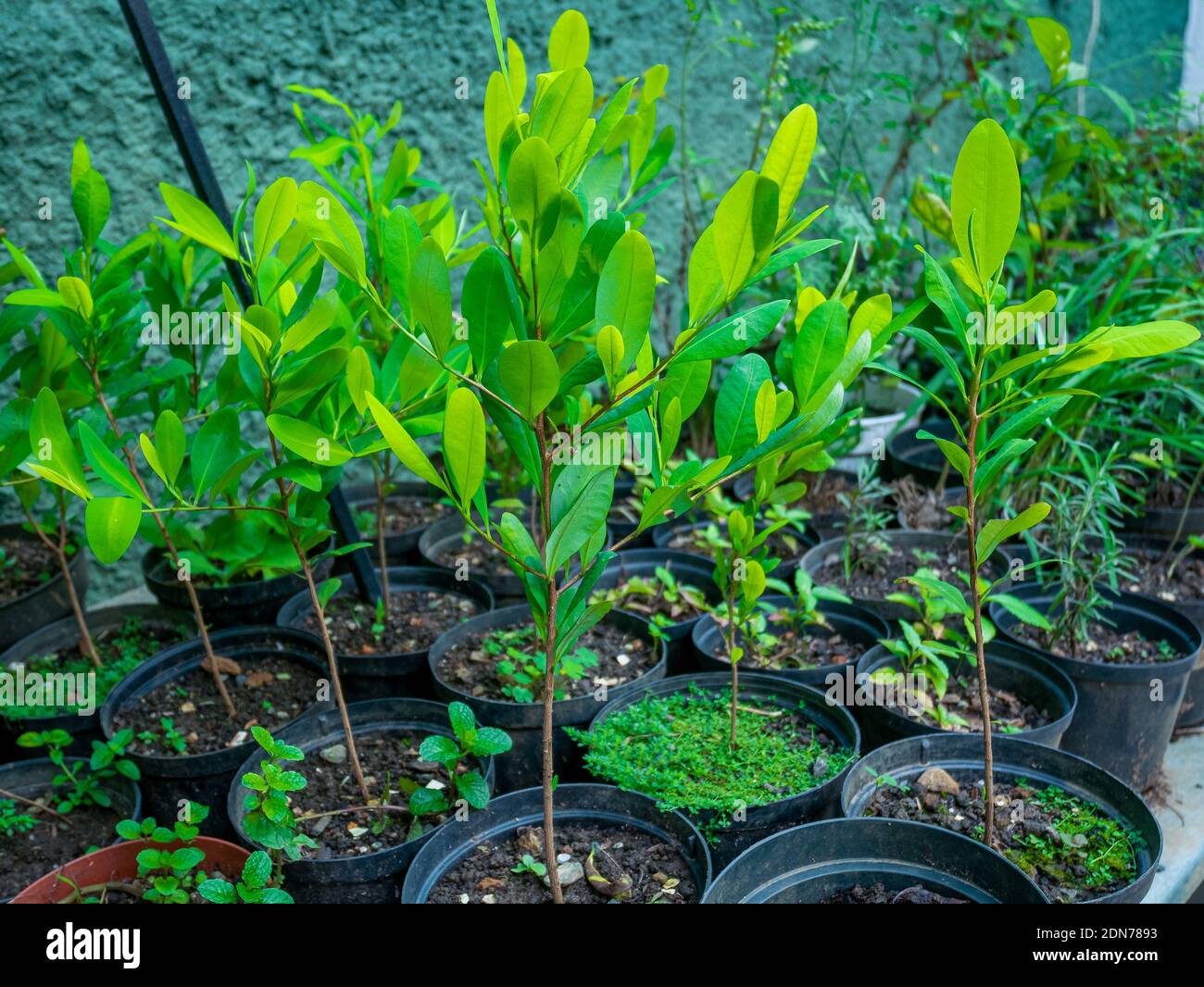 Coca Leaf Plantation (Erythroxylum coca) in the Black Pots Stock Photo